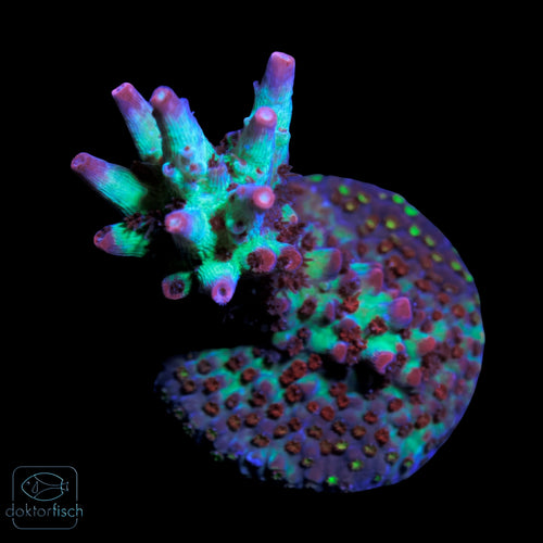WYSIWYG Acropora microclados „Strawberry Shortcake“