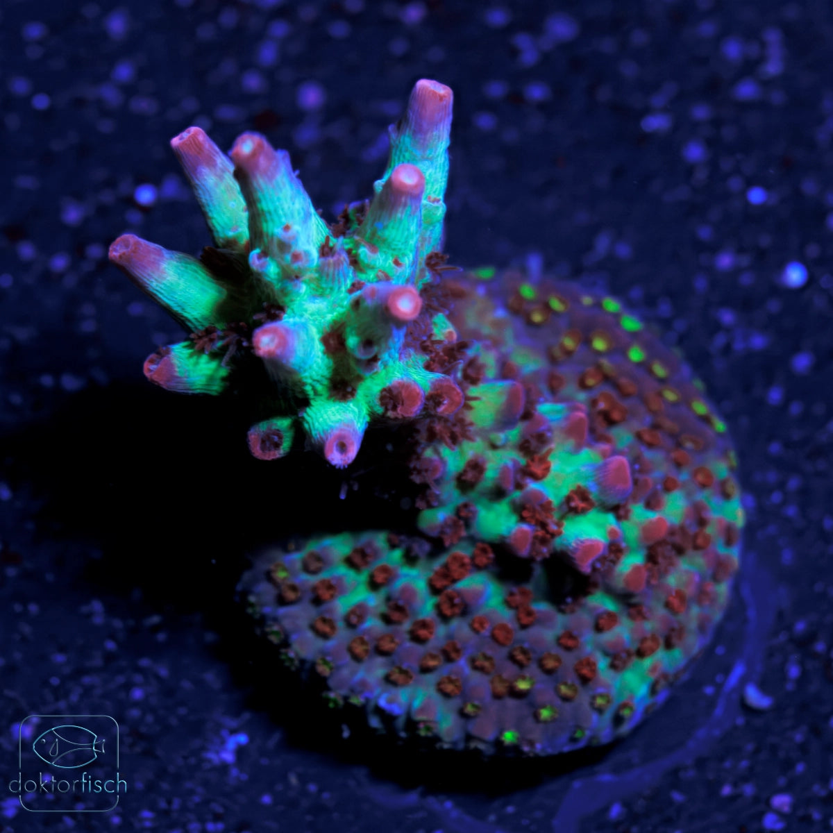 WYSIWYG Acropora microclados „Strawberry Shortcake“