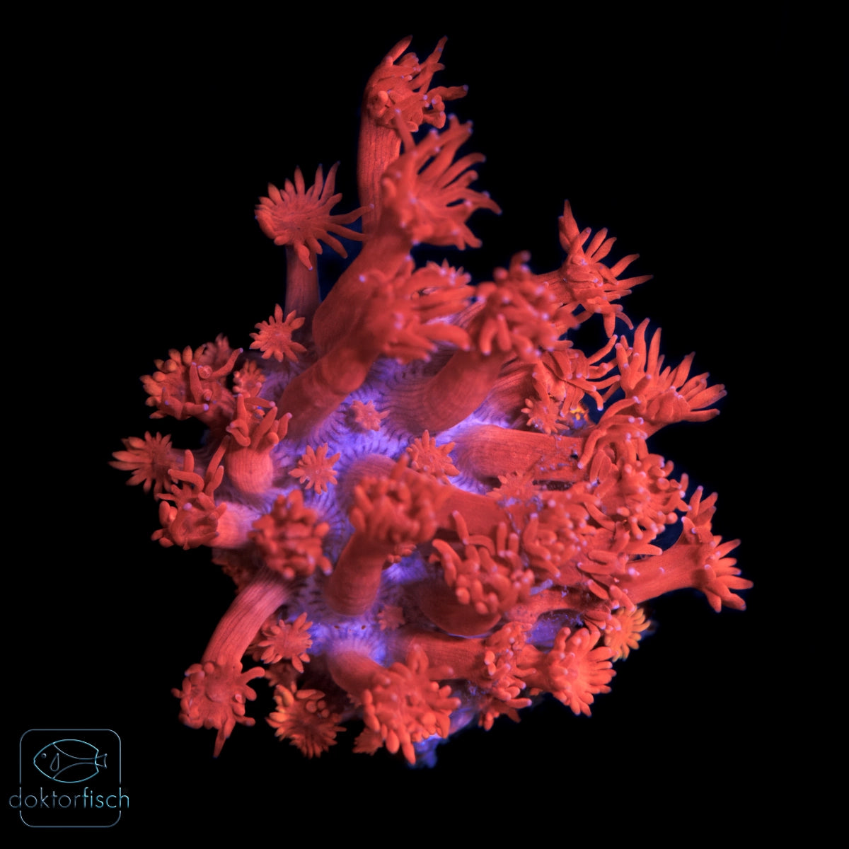 WYSIWYG Goniopora red blue tips
