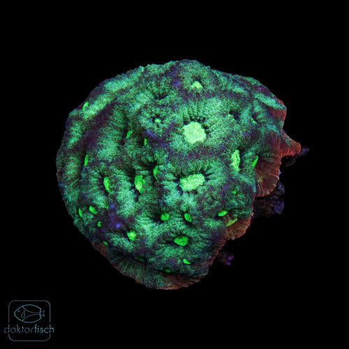 WYSIWYG Favia „War Coral“