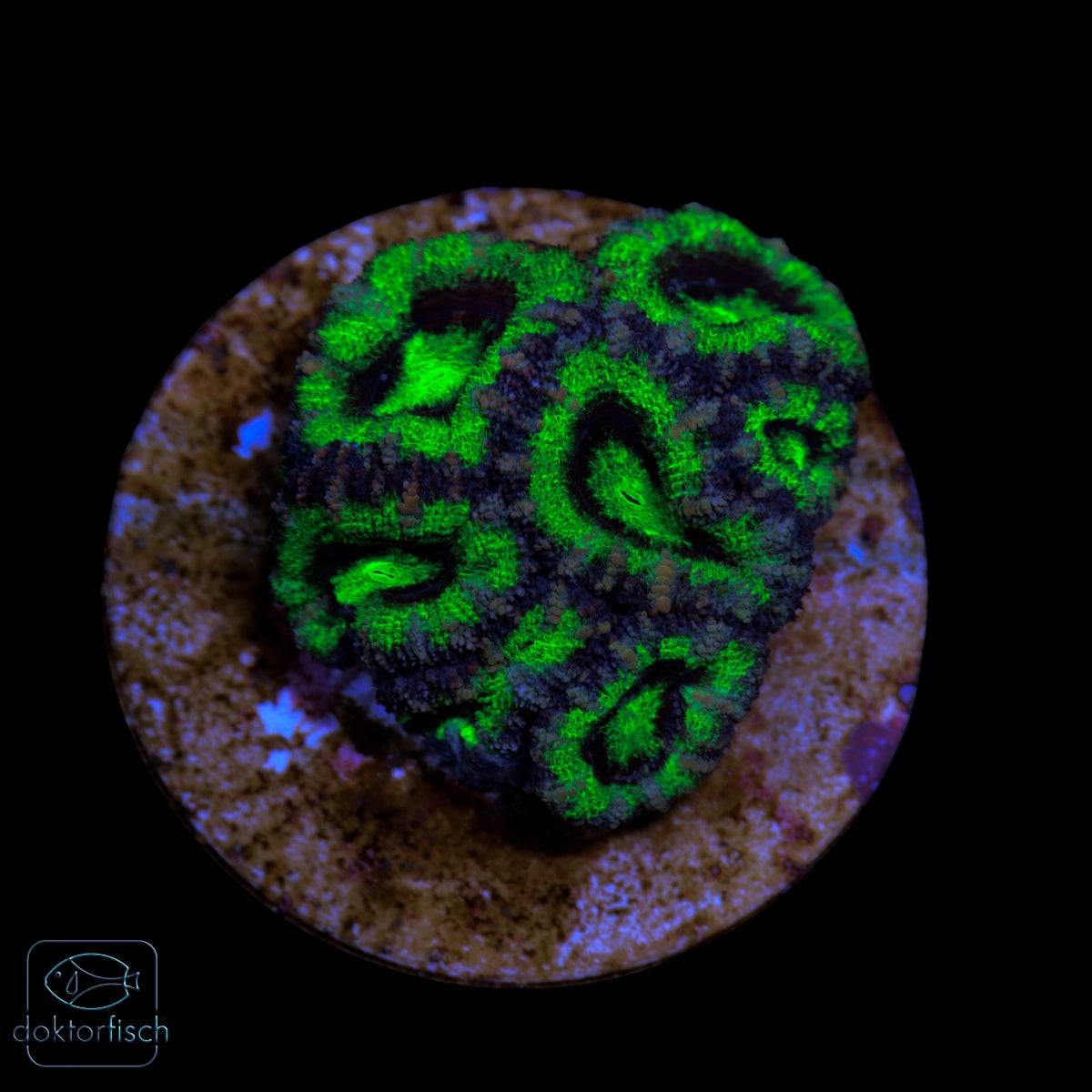 WYSIWYG Acanthastrea lordhowensis Neon Grün