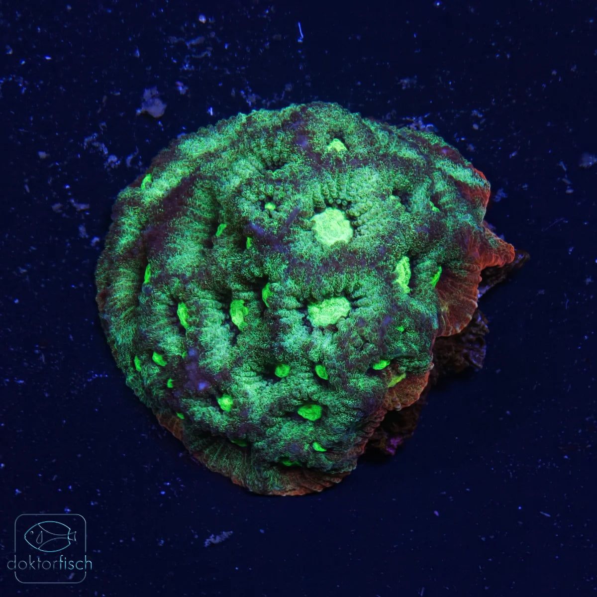 WYSIWYG Favia „War Coral“
