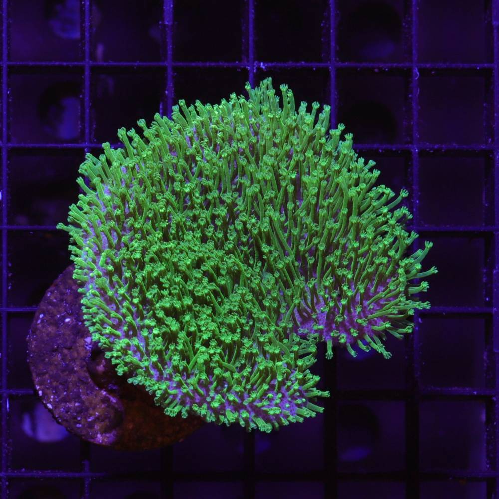 Sarcophyton sp. grün