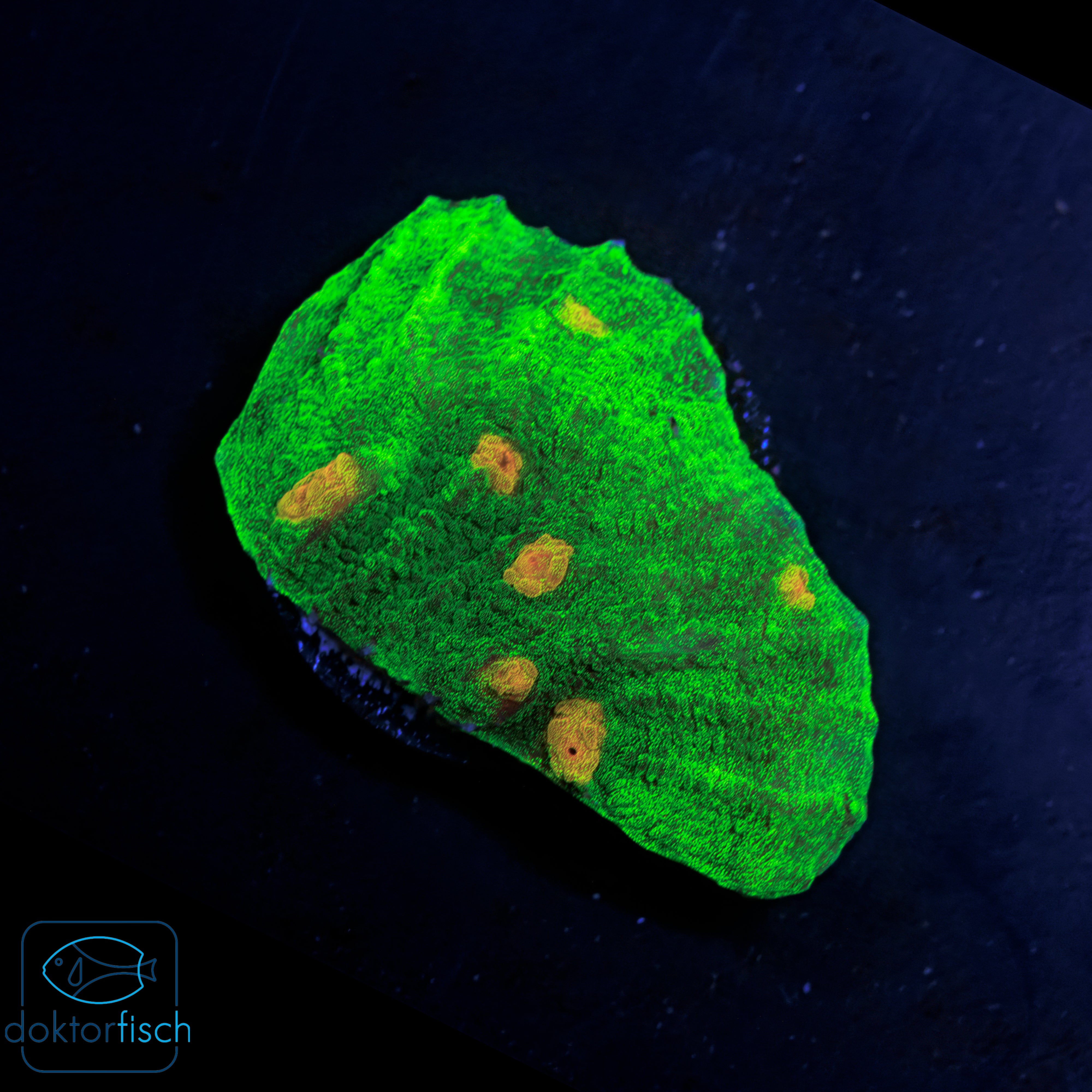 WYSIWYG Chalice Space Invader