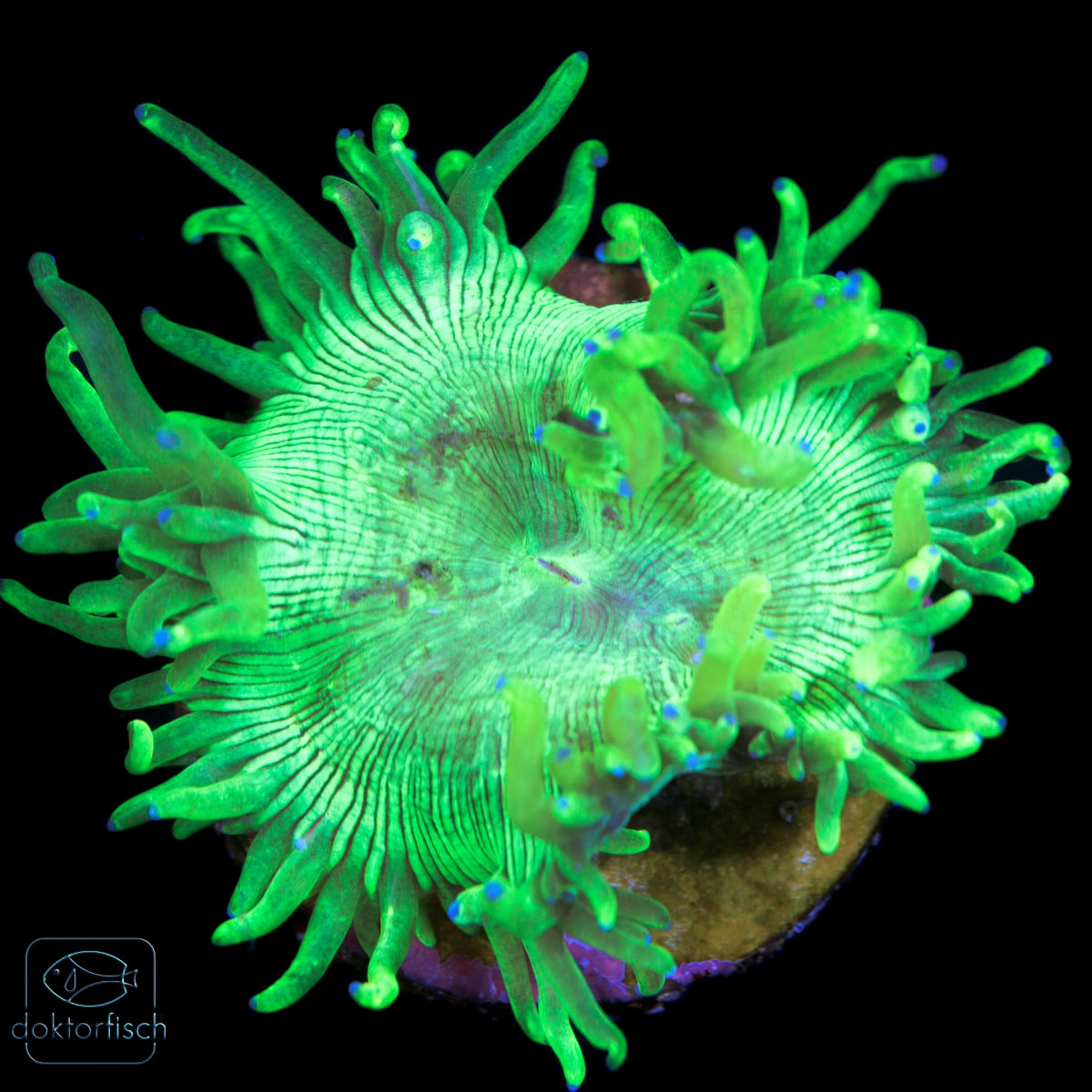 WYSIWYG Catalaphyllia jardinei Neon Green