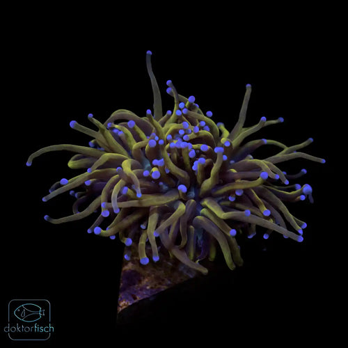 WYSIWYG Euphyllia glabrescens „Rapunzel“