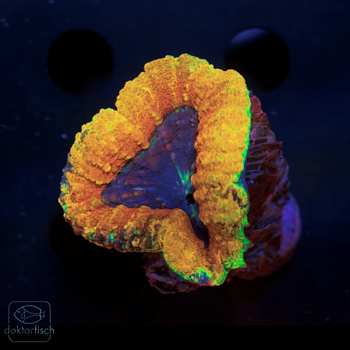 WYSIWYG Lobophyllia Ultra Orange
