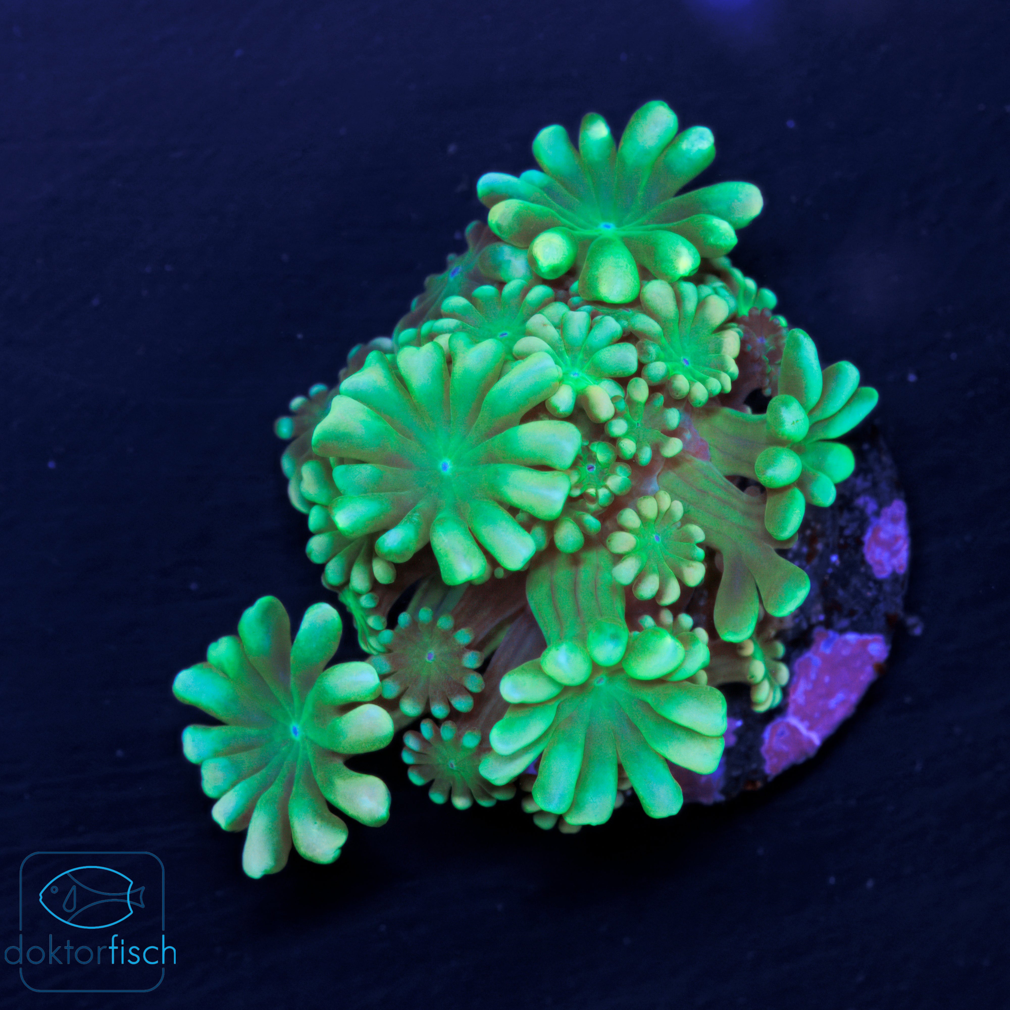 WYSIWYG Alveopora Metallic Green