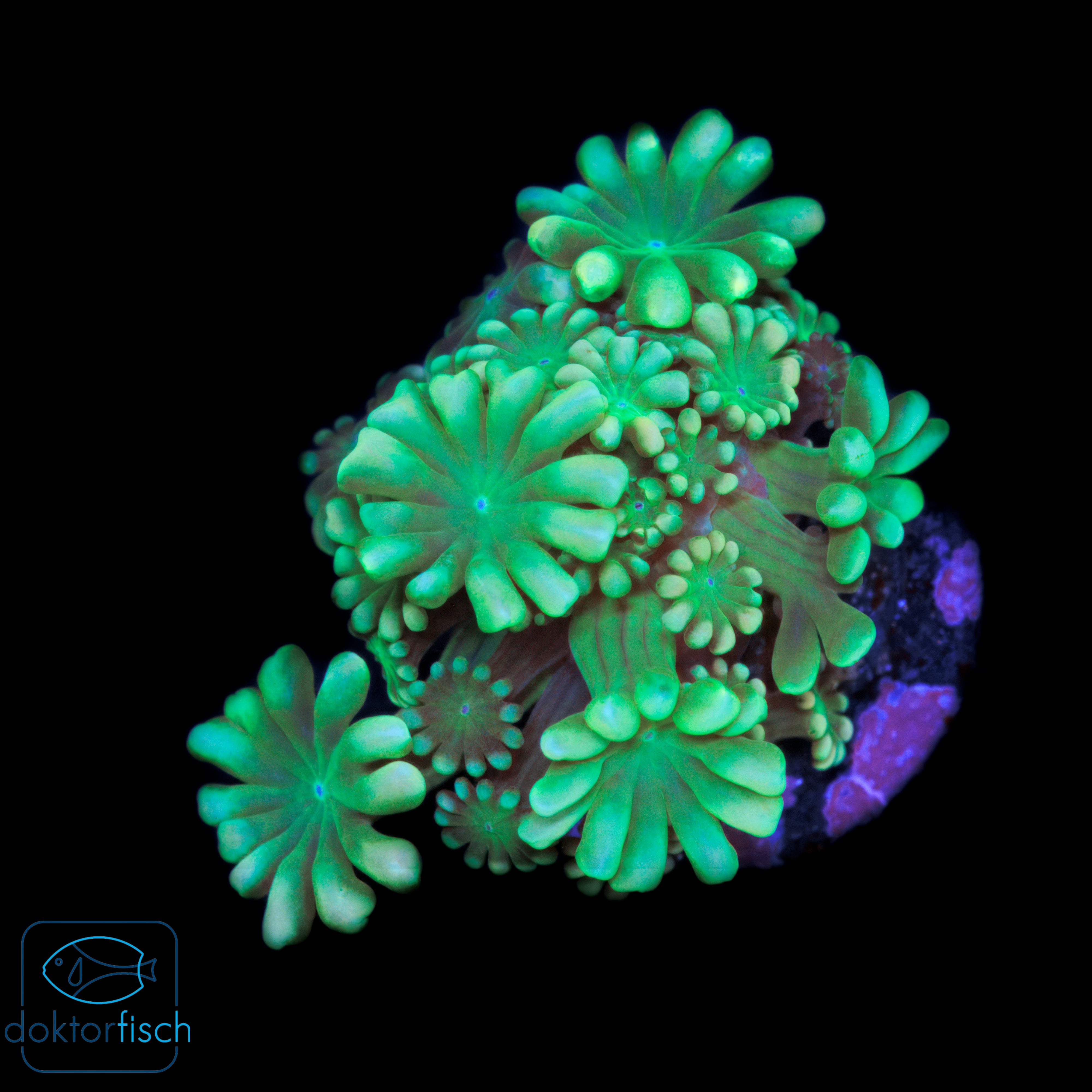 WYSIWYG Alveopora Metallic Green