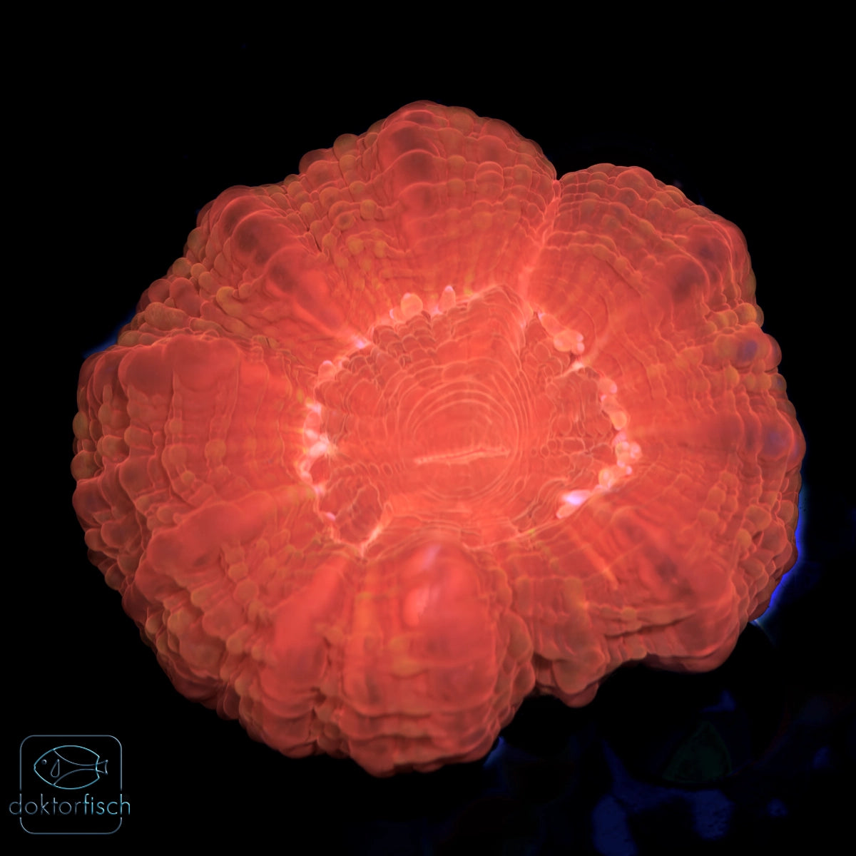 WYSIWYG Cynarina lacrymalis