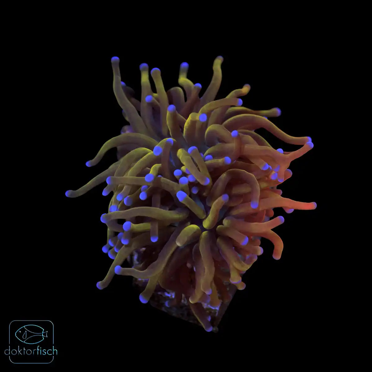 WYSIWYG Euphyllia glabrescens „Rapunzel“