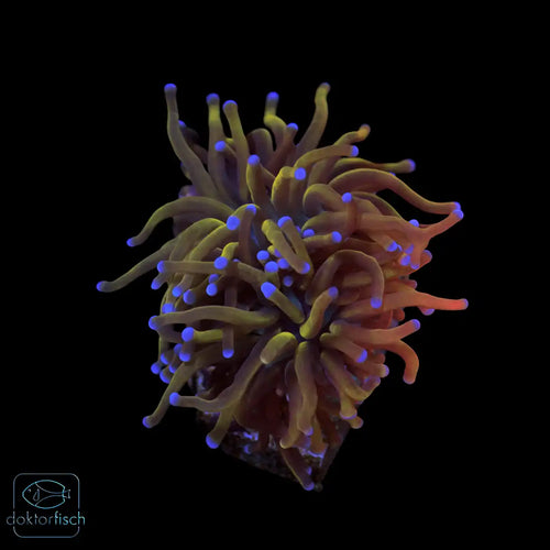 WYSIWYG Euphyllia glabrescens „Rapunzel“