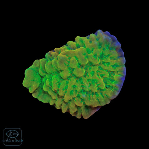 WYSIWYG Montipora „Kung Pao“