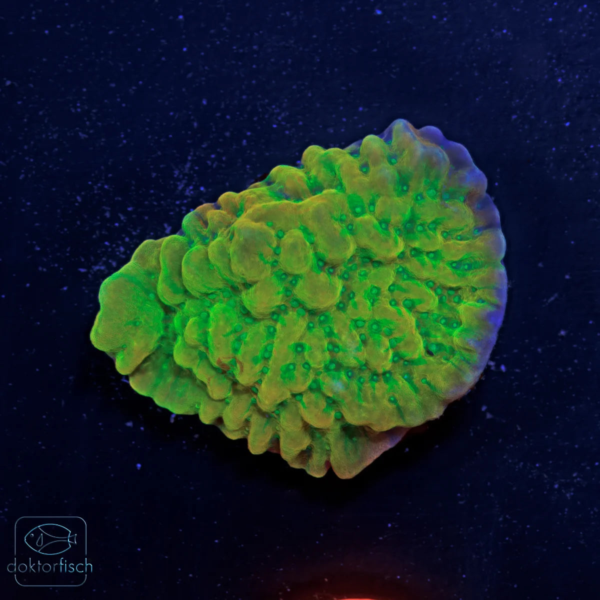 WYSIWYG Montipora „Kung Pao“
