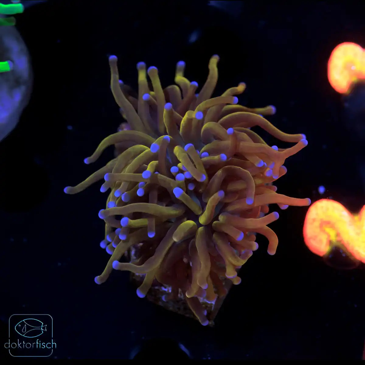 WYSIWYG Euphyllia glabrescens „Rapunzel“