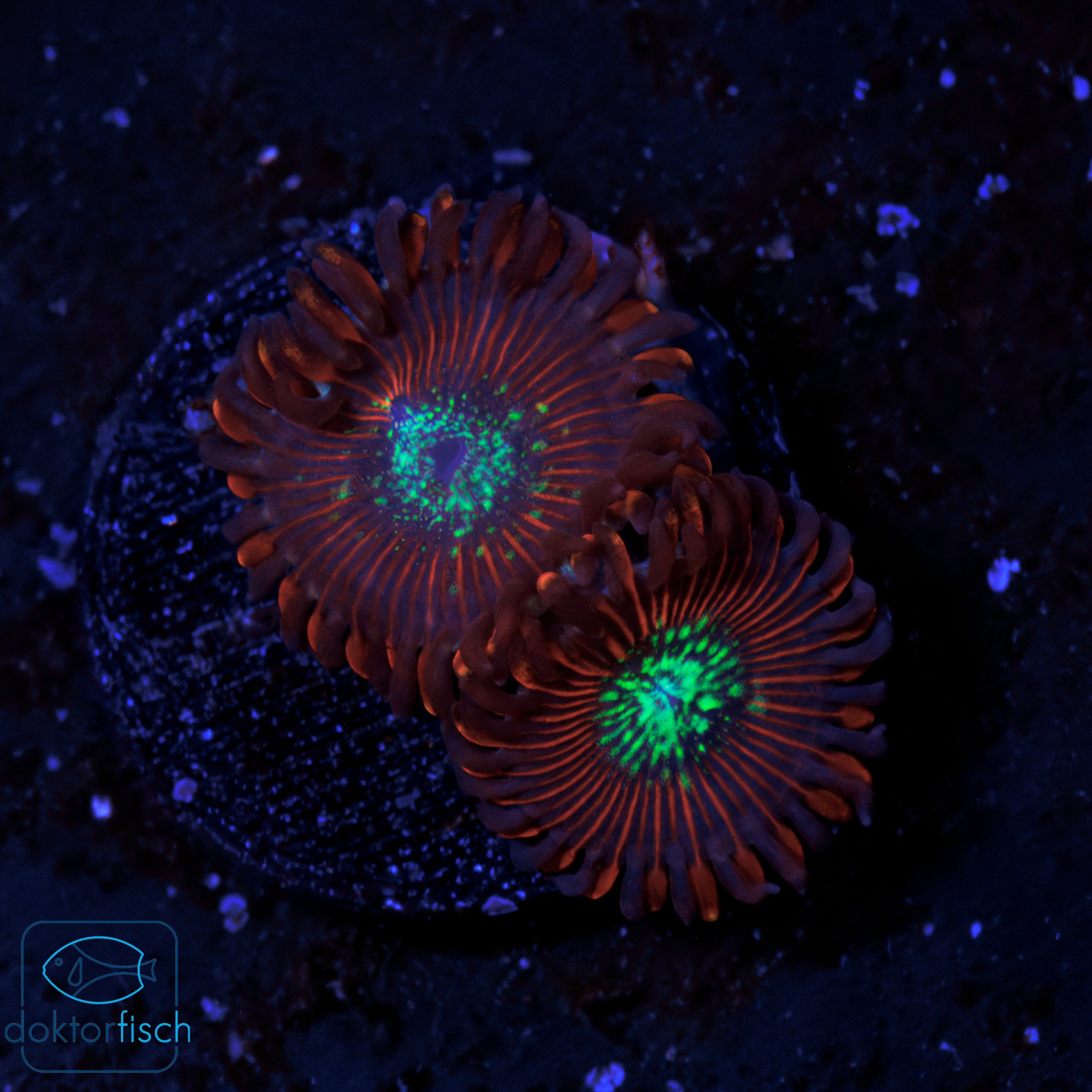 WYSIWYG Zoanthus Red Magician