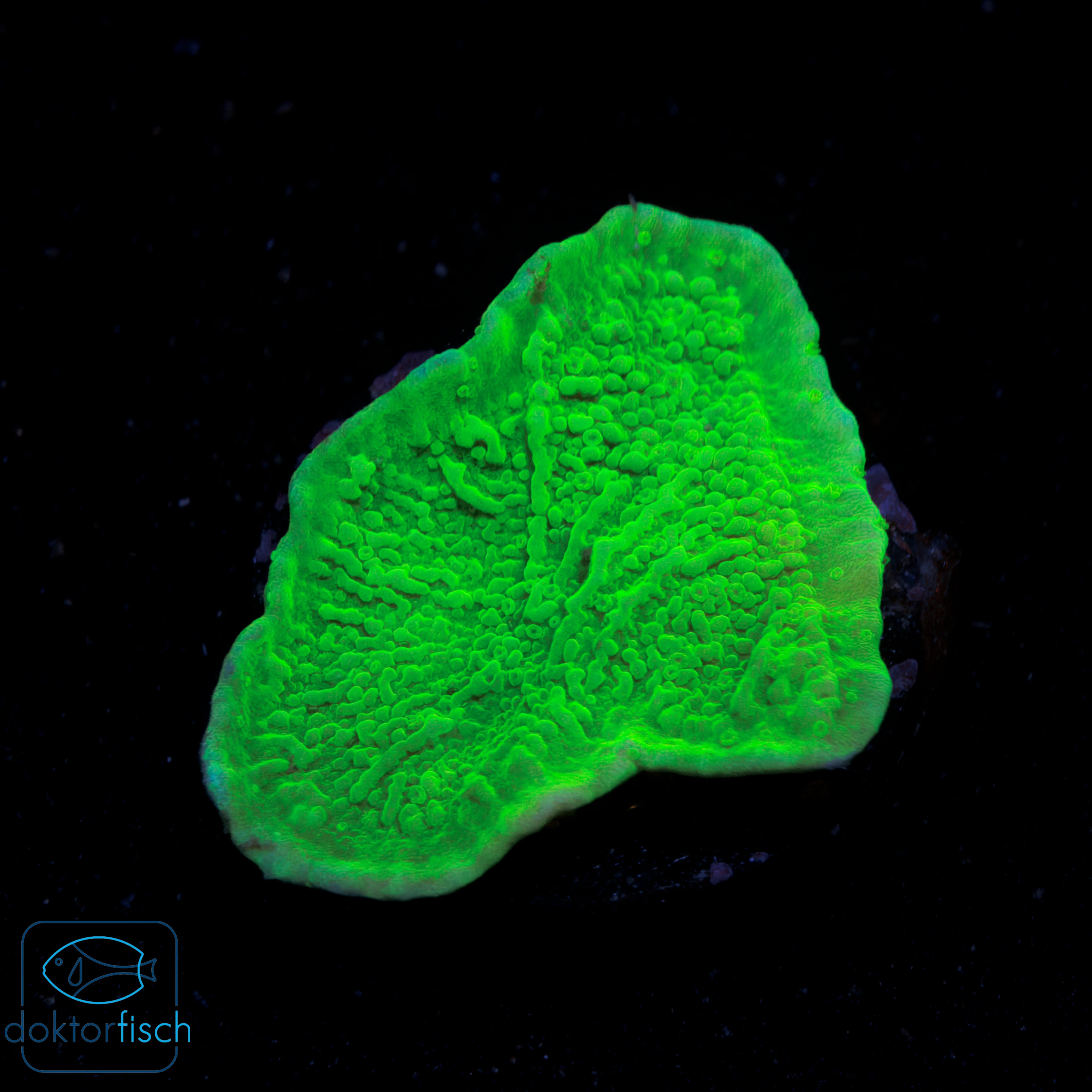 WYSIWYG Montipora foliosa green