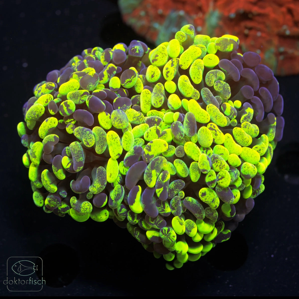 WYSIWYG Euphyllia paraancora „Yellow Splatter“