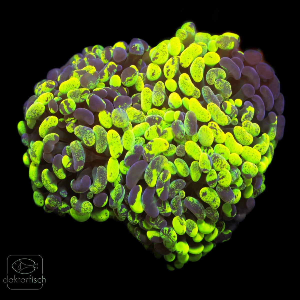 WYSIWYG Euphyllia paraancora „Yellow Splatter“