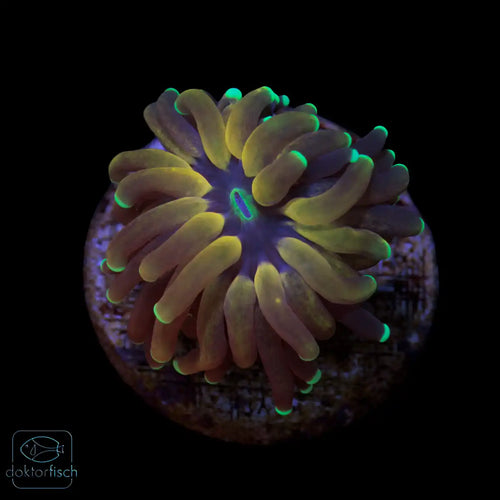 WYSIWYG Euphyllia glabrescens „Tiger Torch“
