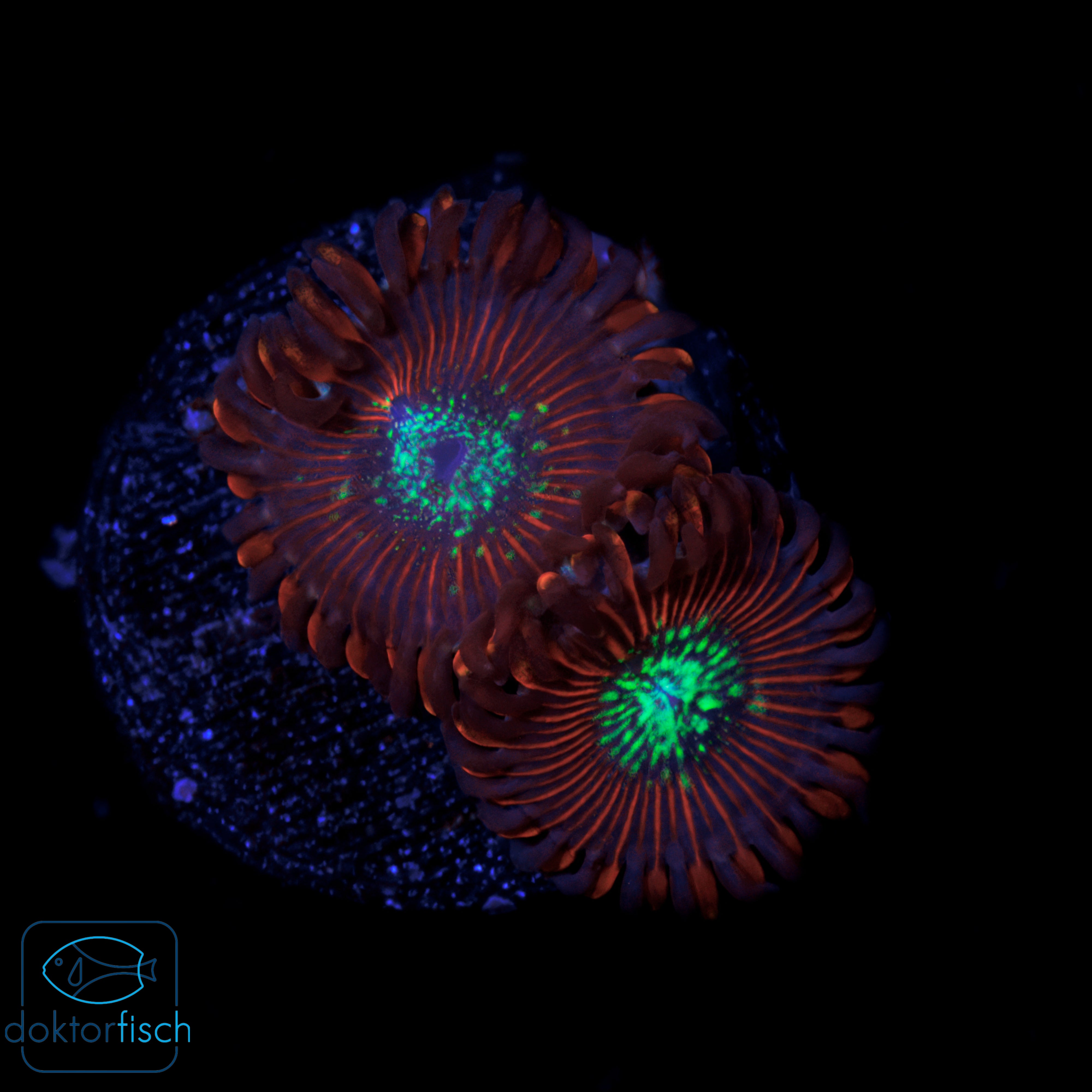 WYSIWYG Zoanthus Red Magician