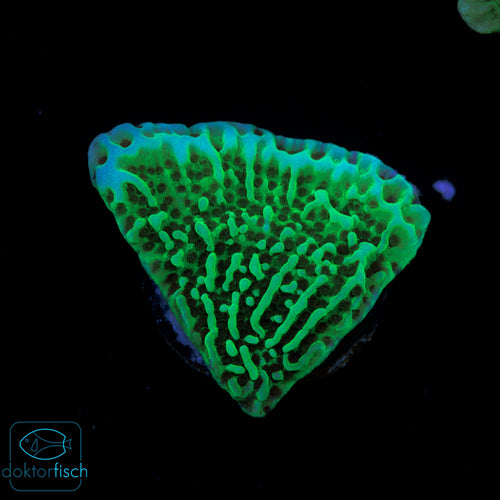 WYSIWYG Montipora undata