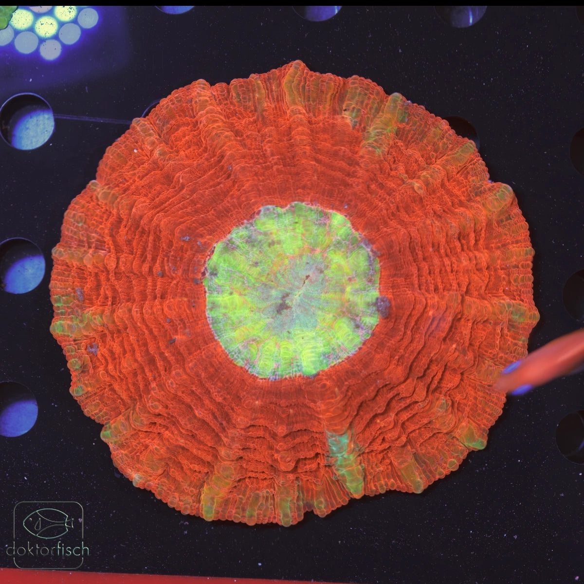 WYSIWYG Acanthophyllia "Rainbow center"