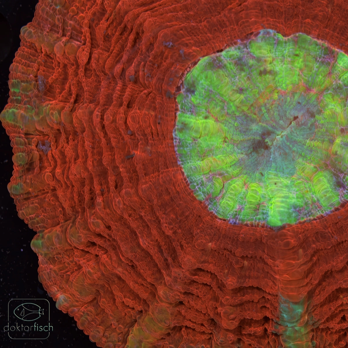 WYSIWYG Acanthophyllia "Rainbow center"