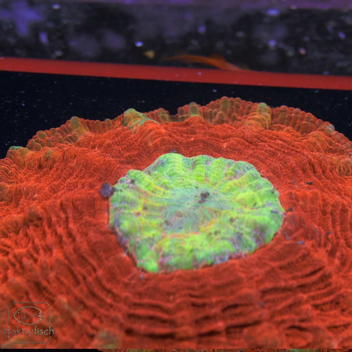 WYSIWYG Acanthophyllia "Rainbow center"