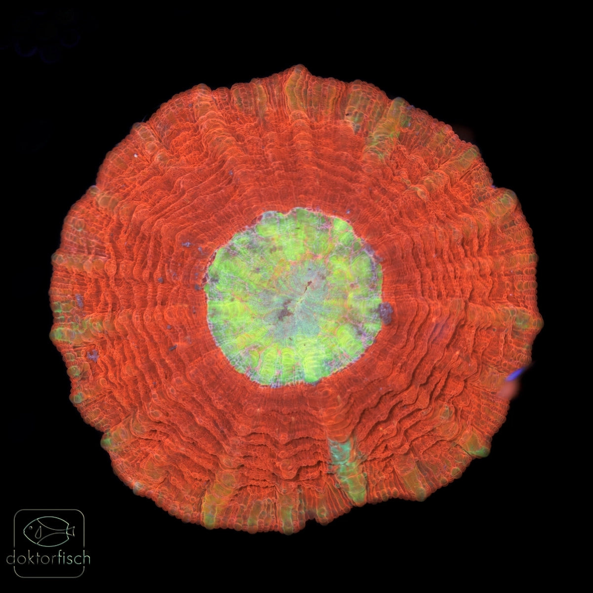 WYSIWYG Acanthophyllia "Rainbow center"
