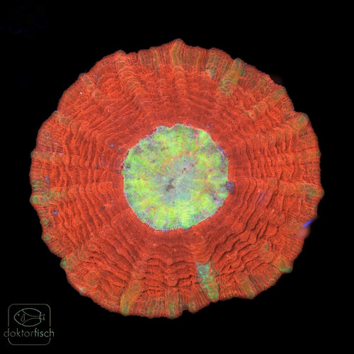 WYSIWYG Acanthophyllia "Rainbow center"