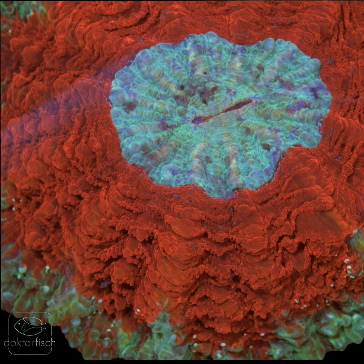 WYSIWYG Acanthophyllia „Blue Center“