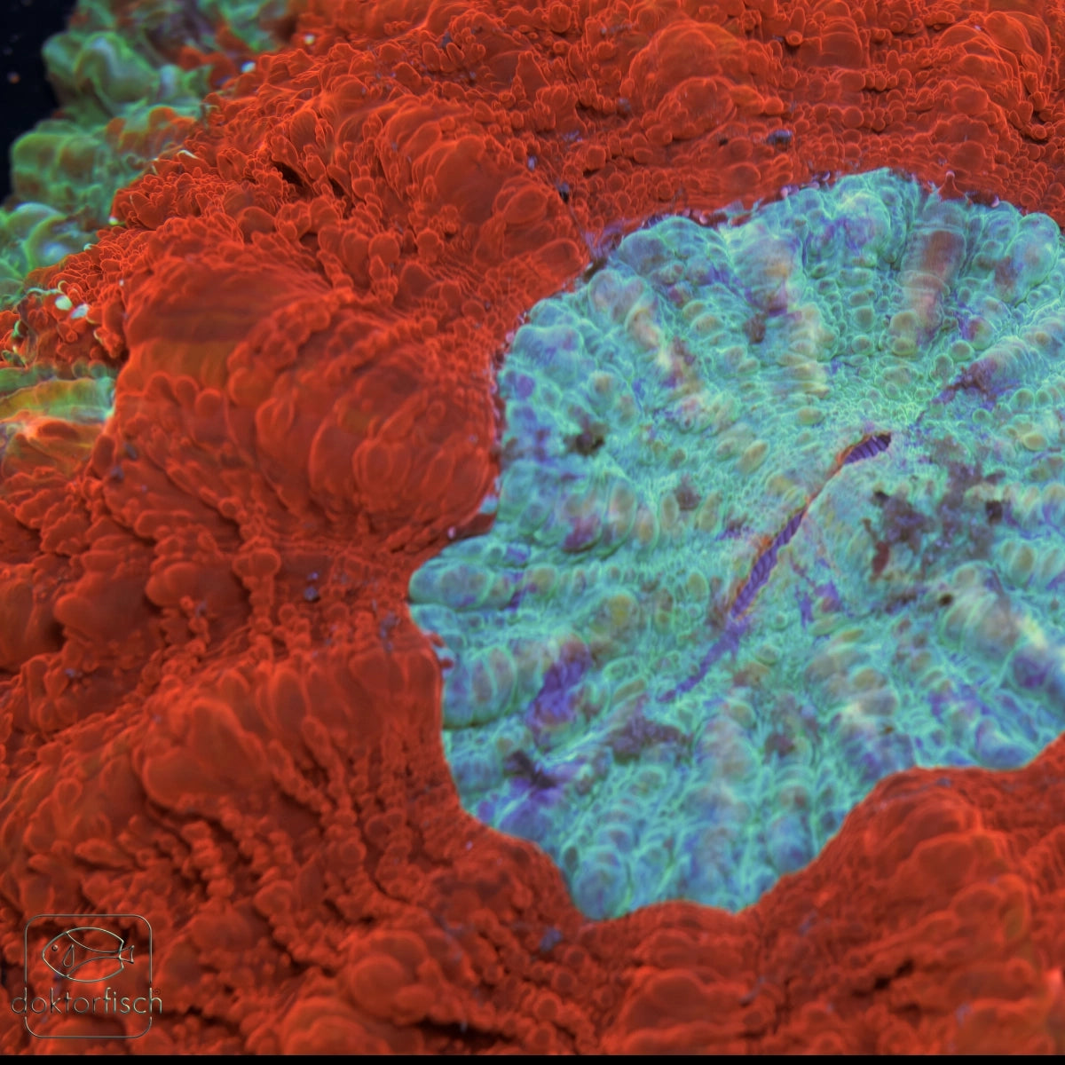 WYSIWYG Acanthophyllia „Blue Center“