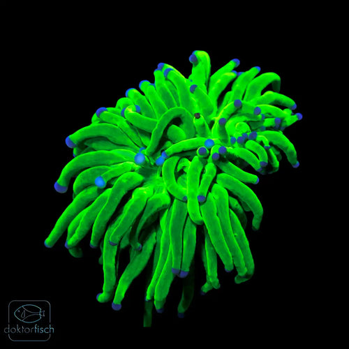 WYSIWYG Euphyllia glabrescens „Holy Grail“