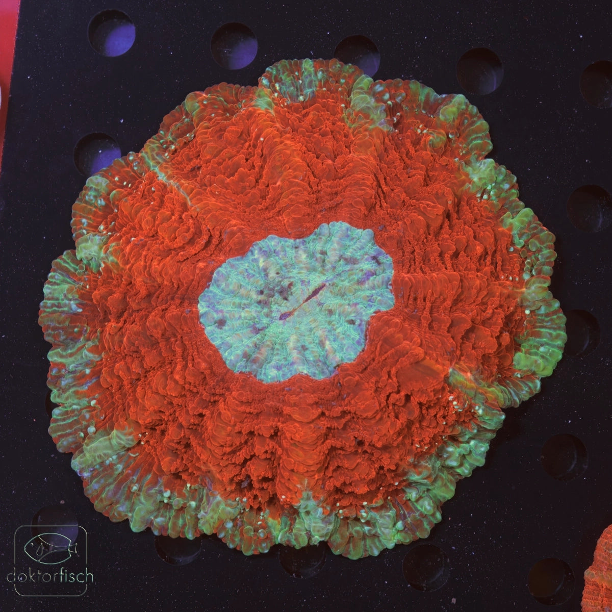 WYSIWYG Acanthophyllia „Blue Center“