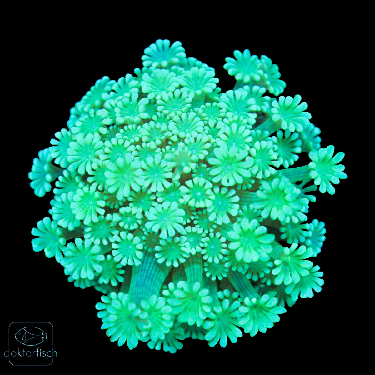 WYSIWYG Alveopora Green Metallic