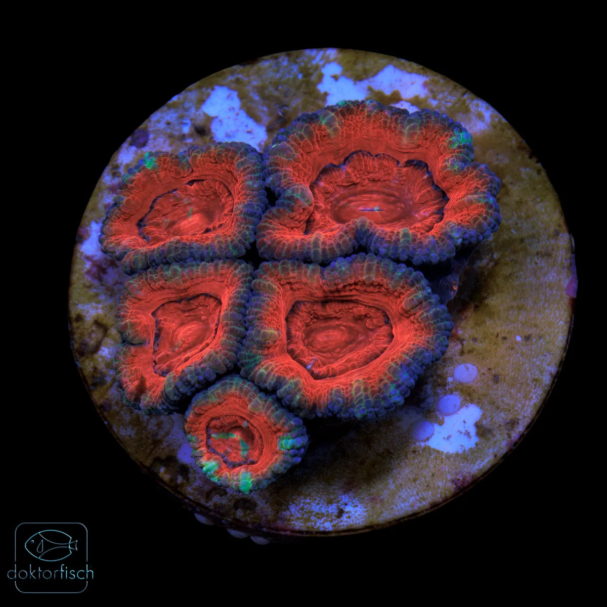 WYSIWYG Acanthastrea lordhowensis