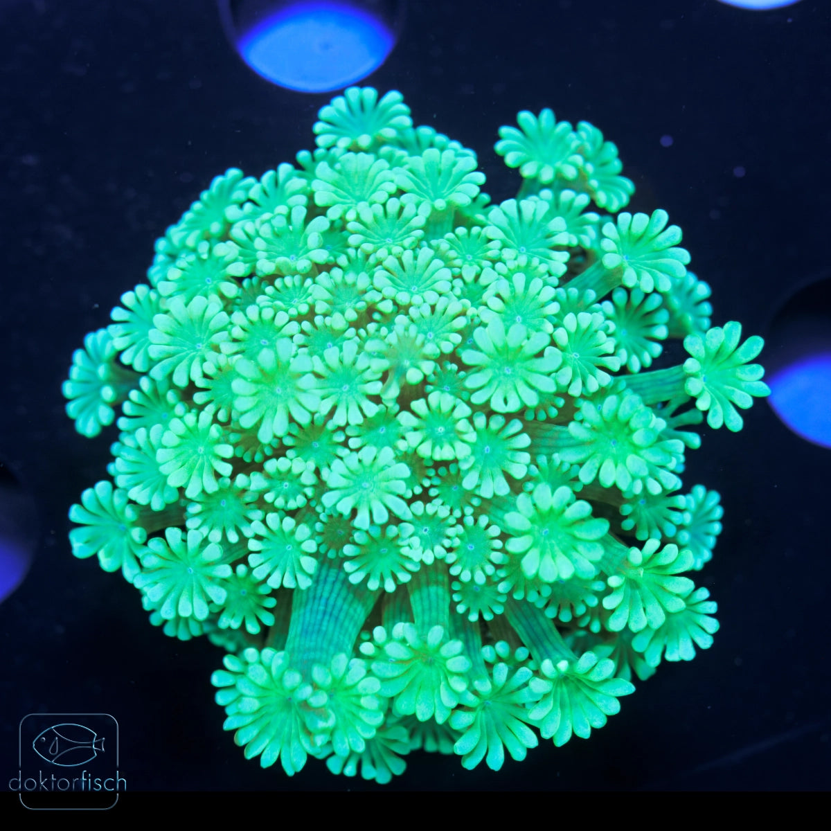 WYSIWYG Alveopora Green Metallic