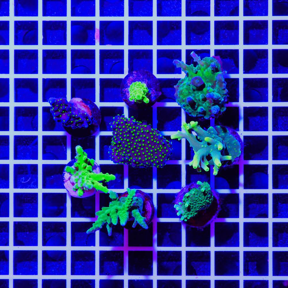 Acropora 4er Korallen Spar-Paket