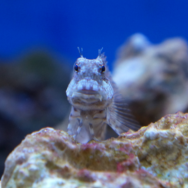 Algenblenny (Salarias fasciatus)