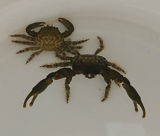 Mithraculus Sculptus (Grüne Dreieckskrabbe)