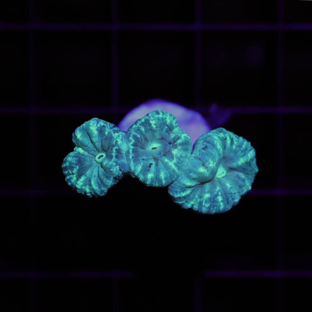 Caulastrea furcata L