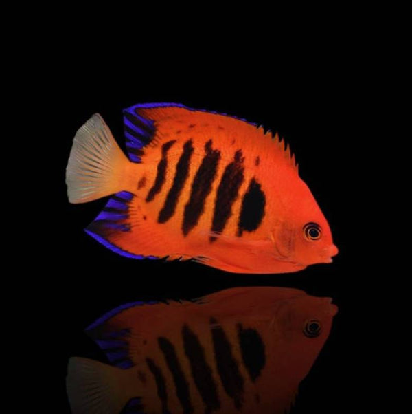 Centropyge loricula - Flammenkaiser