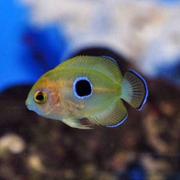 Centropyge flavissima (Zitronen-Zwergkaiserfisch) - Nachzucht