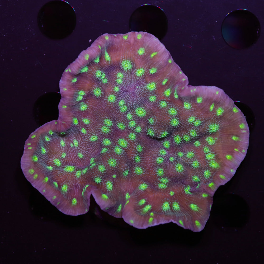 Echinopora lamellosa