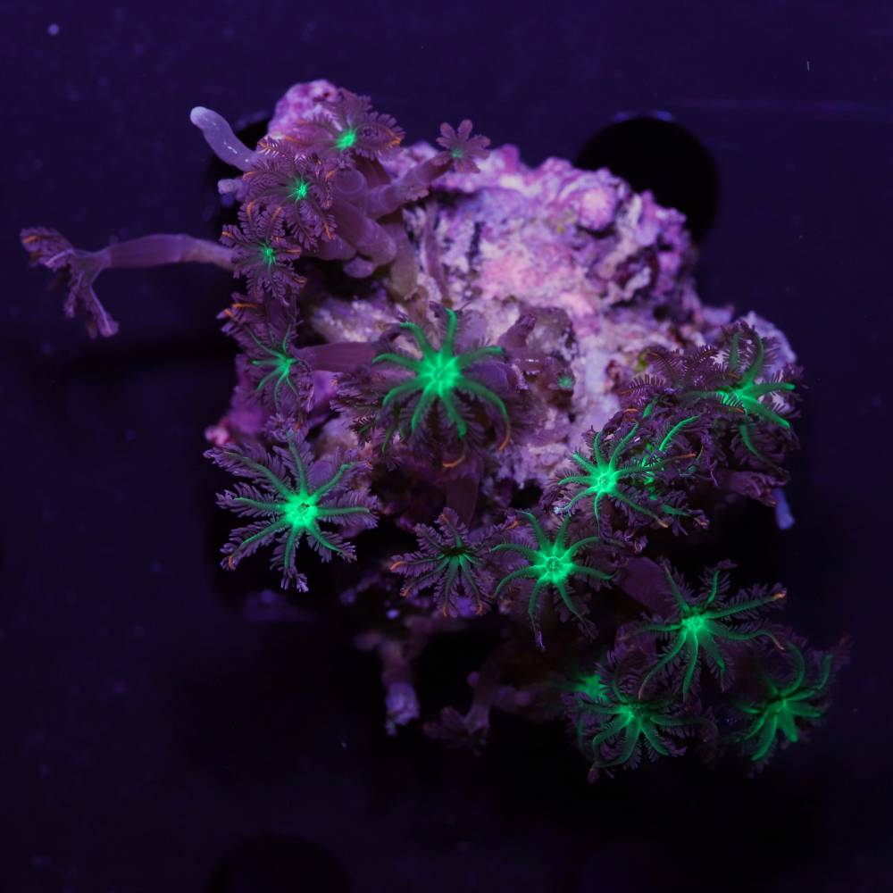 Clavularia „Tricolor“ Kolonie