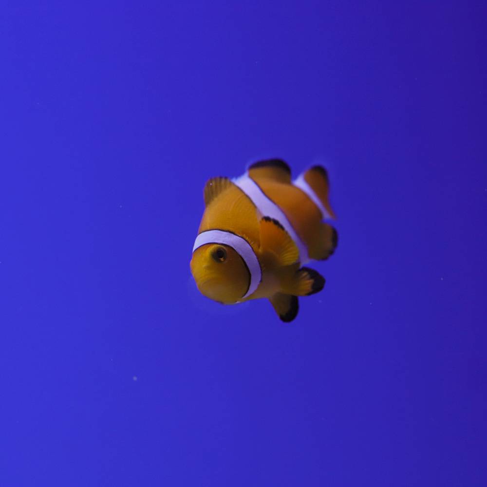 Falscher Clownfisch Nachzucht