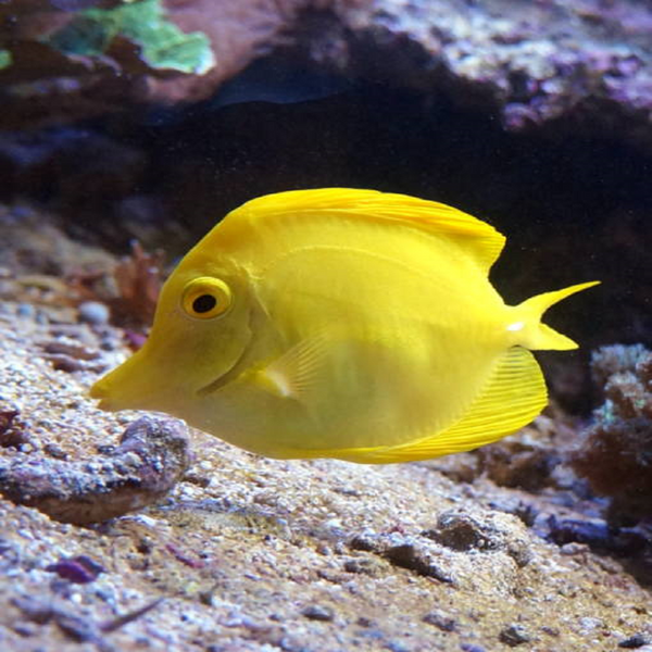 Gelber Doktorfisch S - Nachzucht