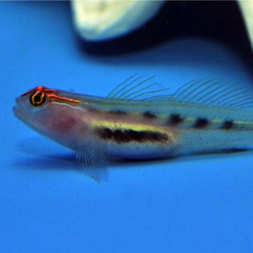 Elacatinus puncticulatus (Rotkopfgrundel) Nachzucht