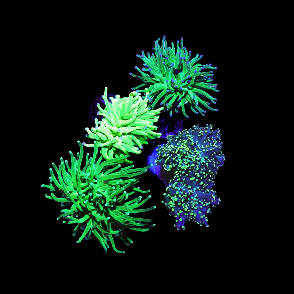 Euphyllia Green 4er Spar-Paket glabrescens und yaeyamaensis